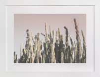 Summer Cactus Fine Art Prints