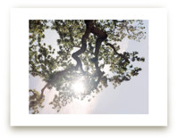 Elegant Oak Tree by Wilder California