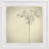 open an umbrella Fine Art Prints