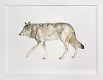 Wolf Watercolour Study Fine Art Prints
