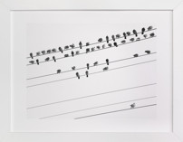 birds in the meeting 1 Fine Art Prints