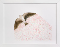 Soaring Bird Fine Art Prints