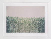 Corn Field Fine Art Prints
