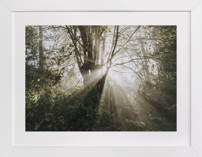 Foggy Treehouse Fine Art Prints