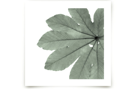 Leaf In Green Art Prints