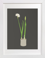 Paperwhites Fine Art Prints