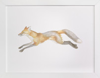 Swift Fox Fine Art Prints