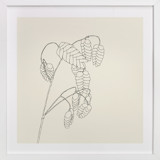 Grass With Seed Fine Art Prints