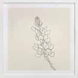 Lupine Fine Art Prints