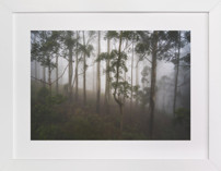 Trees in the Mist Fine Art Prints