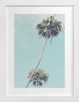 Palms for Days Fine Art Prints