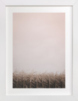 Late Harvest Fine Art Prints