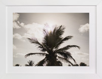 Shadow Palm