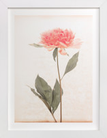 a pink peony standing gracefully Fine Art Prints