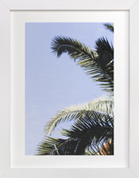 Palm I Fine Art Prints