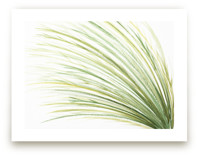 Tall Grass Watercolor by Loree Mayer