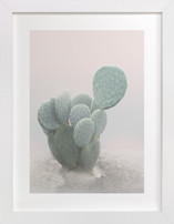 Little Cactus Fine Art Prints