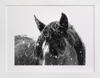 Contemplate Fine Art Prints