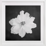 Peony II Fine Art Prints