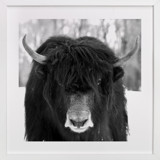 Winter's Soul Fine Art Prints