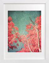 Enchanted Woods I Fine Art Prints