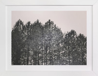 Pines Fine Art Prints