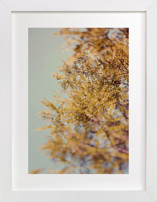 Bohemian Spring Fine Art Prints