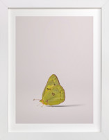 Tiny Wings Fine Art Prints
