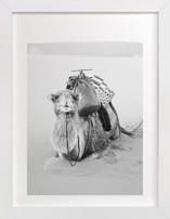 Smiles in the Sahara Fine Art Prints