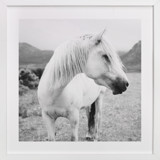 Field Horse