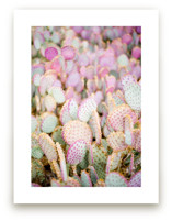 PINK CACTI by Shannon Kirsten