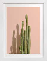 Palm Desert Cactus Fine Art Prints