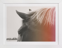 Pink Pony Fine Art Prints