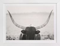 Staredown Fine Art Prints