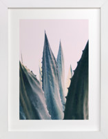 Agave Daydreams Fine Art Prints