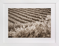 Vineyard Seasons -  June, No. 1 Fine Art Prints
