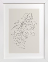 Oak Leaf Study Fine Art Prints