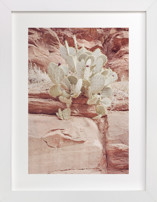 Flourishing Rock Fine Art Prints