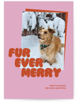 Furever Holiday Photo Cards