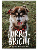 Bright & Furry Holiday Photo Cards