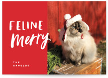 Feline Merry Holiday Photo Cards