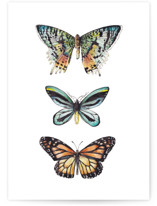 Butterfly Watercolors by Lauren Rogoff