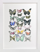 Watercolor Butterfly Collection Children's Art Prints