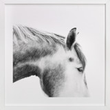 Grey Horse Children's Art Prints