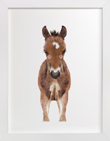 Baby Animal Horse Children's Art Prints