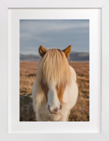 Icelandic Horses I Children's Art Prints