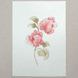 Bougainvillea flowers watercolor painting Original Painting