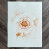 Blooming Pink Peonies 01 Original Painting