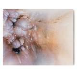 Plumes Original Painting