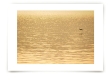 Lake Tahoe series no. 4 Fine Art Prints